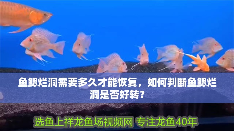 魚鰓爛洞需要多久才能恢復，如何判斷魚鰓爛洞是否好轉？