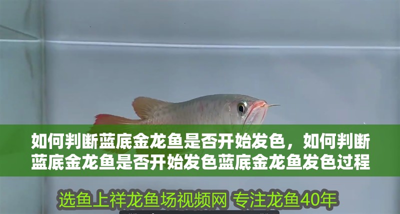 如何判斷藍底金龍魚是否開始發色，如何判斷藍底金龍魚是否開始發色藍底金龍魚發色過程