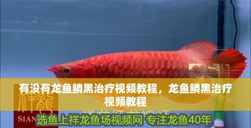 有沒有龍魚鱗黑治療視頻教程，龍魚鱗黑治療視頻教程