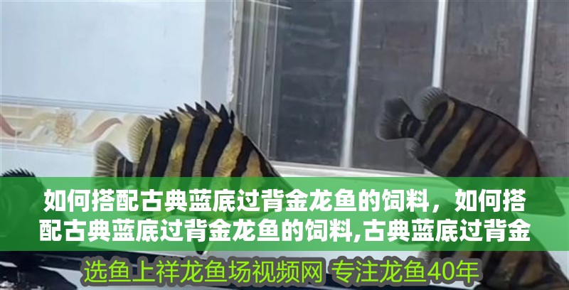 如何搭配古典藍底過背金龍魚的飼料，如何搭配古典藍底過背金龍魚的飼料,古典藍底過背金龍魚的飼料搭配