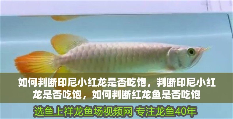 如何判斷印尼小紅龍是否吃飽，判斷印尼小紅龍是否吃飽，如何判斷紅龍魚是否吃飽
