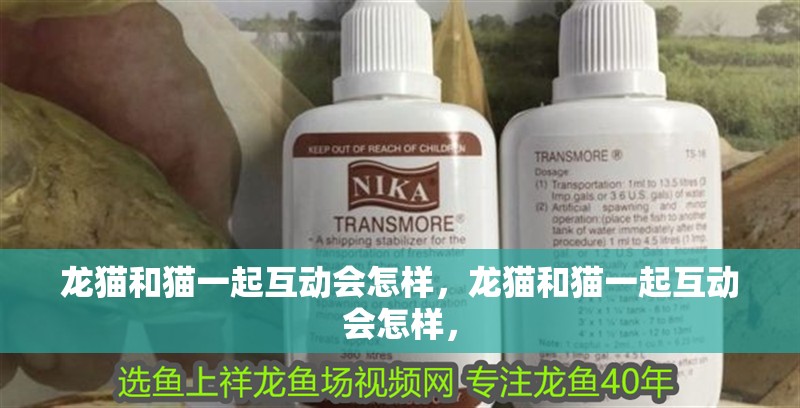 龍貓和貓一起互動會怎樣，龍貓和貓一起互動會怎樣，