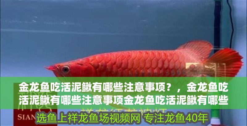 金龍魚吃活泥鰍有哪些注意事項？，金龍魚吃活泥鰍有哪些注意事項金龍魚吃活泥鰍有哪些注意事項