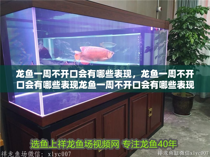 龍魚一周不開口會有哪些表現，龍魚一周不開口會有哪些表現龍魚一周不開口會有哪些表現