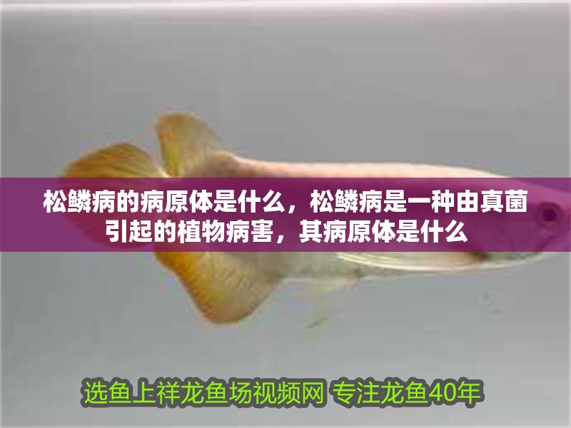 松鱗病的病原體是什么，松鱗病是一種由真菌引起的植物病害，其病原體是什么