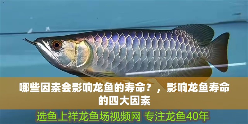 哪些因素會影響龍魚的壽命？，影響龍魚壽命的四大因素