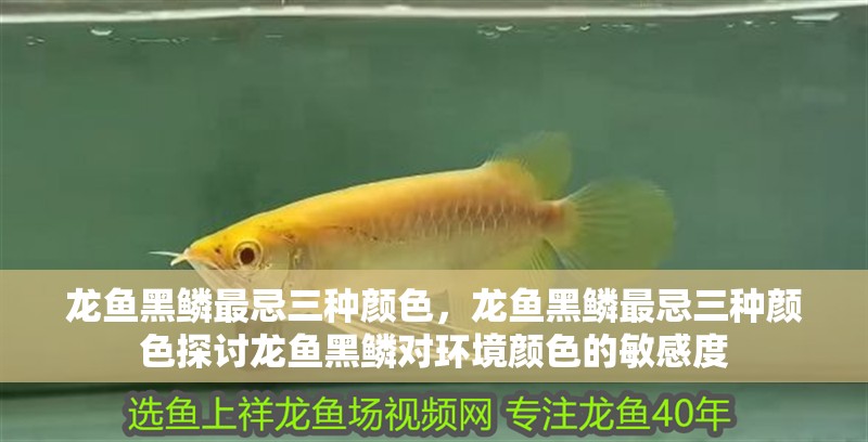 龍魚黑鱗最忌三種顏色，龍魚黑鱗最忌三種顏色探討龍魚黑鱗對環境顏色的敏感度