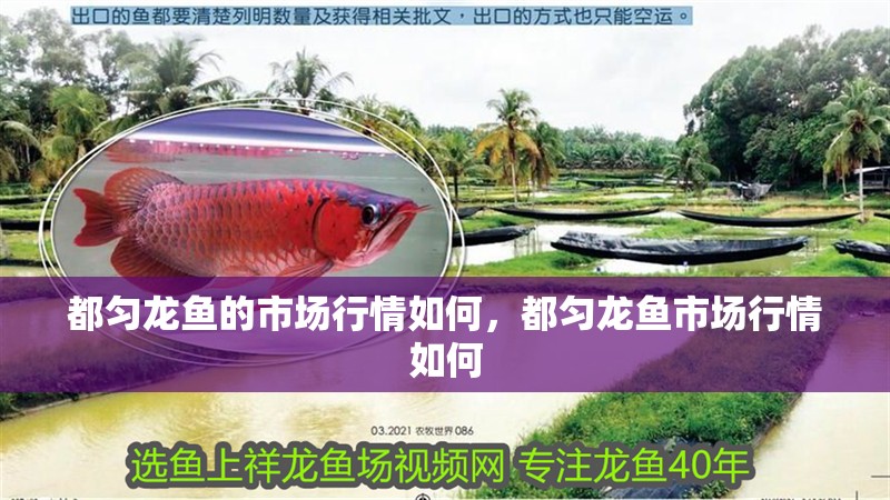 都勻龍魚的市場行情如何，都勻龍魚市場行情如何