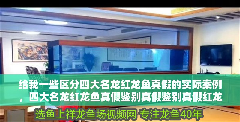 給我一些區分四大名龍紅龍魚真假的實際案例，四大名龍紅龍魚真假鑒別真假鑒別真假紅龍魚真假案例