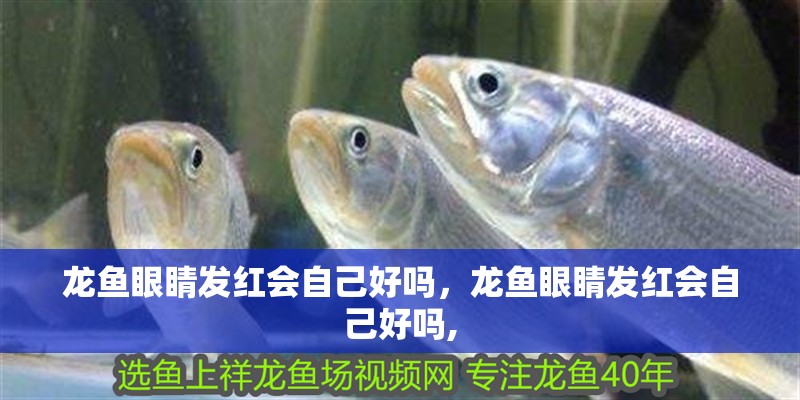 龍魚眼睛發紅會自己好嗎，龍魚眼睛發紅會自己好嗎,