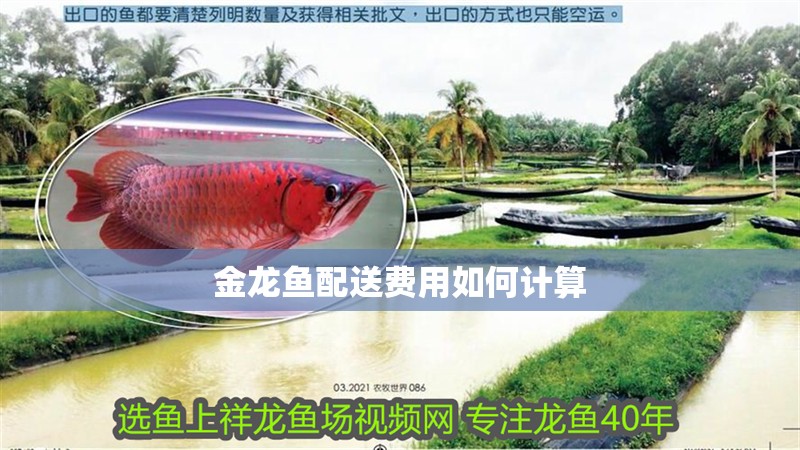金龍魚配送費用如何計算