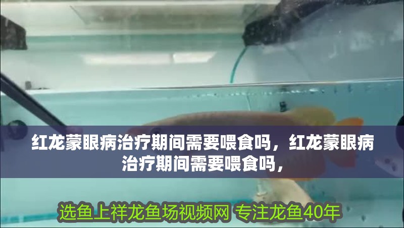 紅龍蒙眼病治療期間需要喂食嗎，紅龍蒙眼病治療期間需要喂食嗎，