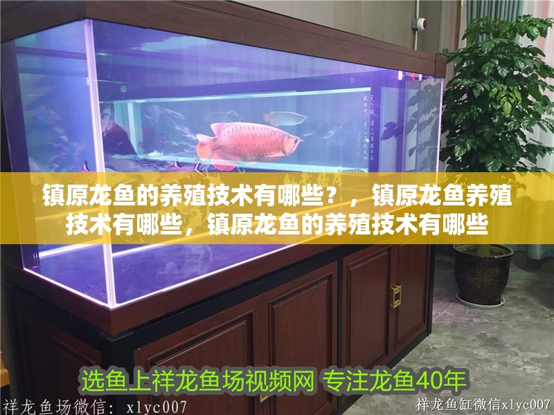 鎮原龍魚的養殖技術有哪些？，鎮原龍魚養殖技術有哪些，鎮原龍魚的養殖技術有哪些