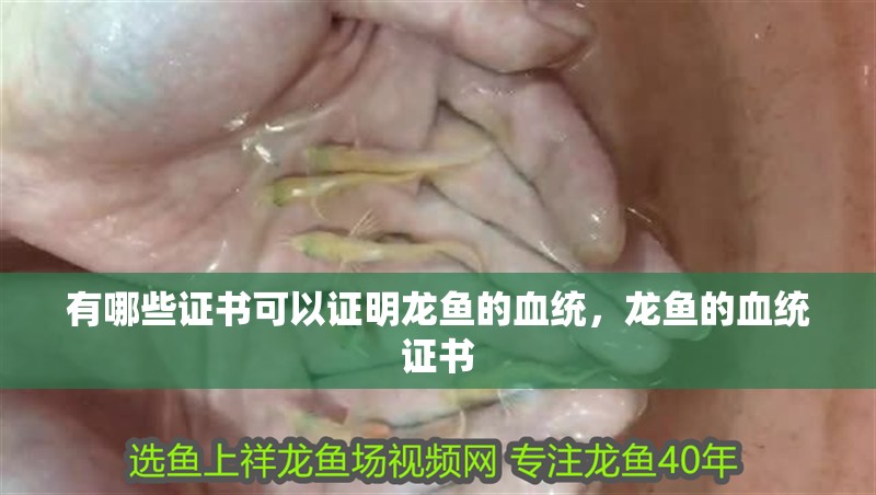 有哪些證書可以證明龍魚的血統，龍魚的血統證書