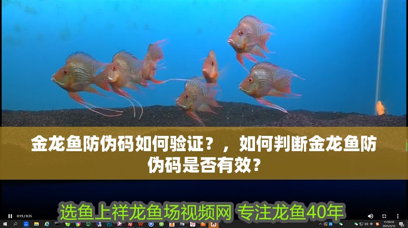 金龍魚防偽碼如何驗證？，如何判斷金龍魚防偽碼是否有效？