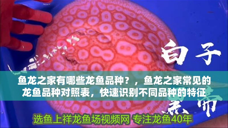 魚龍之家有哪些龍魚品種？，魚龍之家常見的龍魚品種對照表，快速識別不同品種的特征