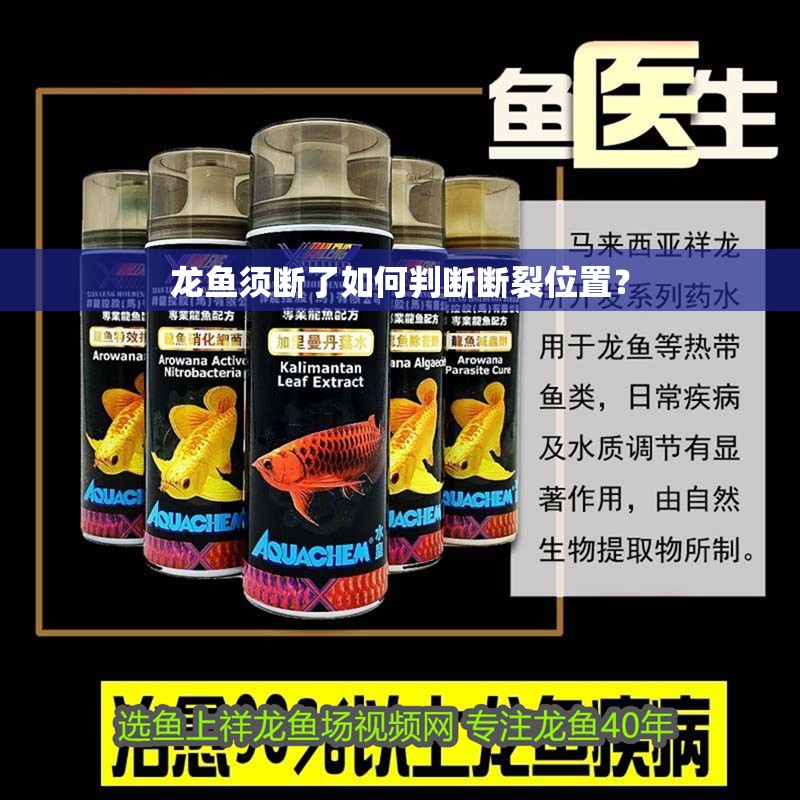 龍魚須斷了如何判斷斷裂位置？