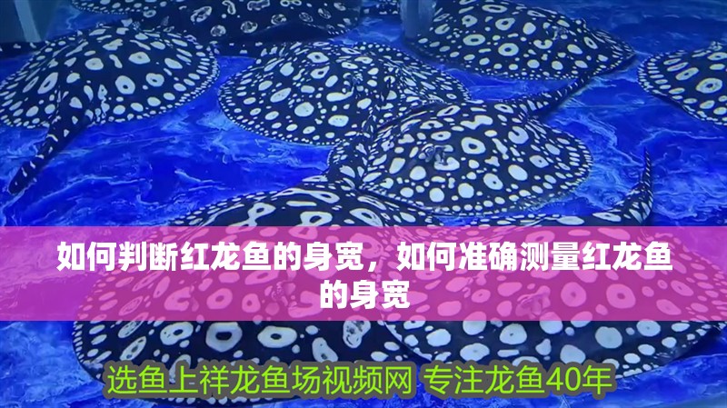 如何判斷紅龍魚的身寬，如何準確測量紅龍魚的身寬