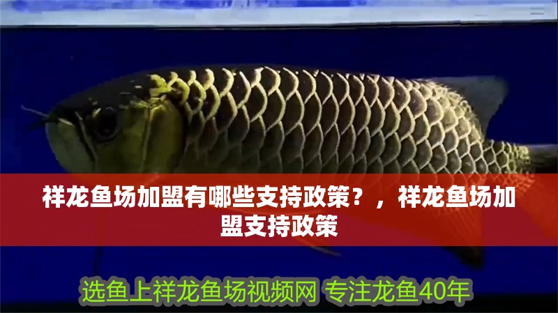 祥龍魚場加盟有哪些支持政策？，祥龍魚場加盟支持政策