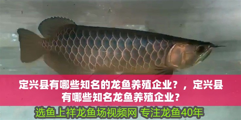 定興縣有哪些知名的龍魚養(yǎng)殖企業(yè)？，定興縣有哪些知名龍魚養(yǎng)殖企業(yè)？