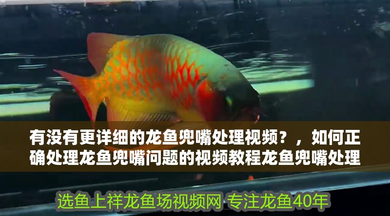 有沒有更詳細的龍魚兜嘴處理視頻？，如何正確處理龍魚兜嘴問題的視頻教程龍魚兜嘴處理視頻