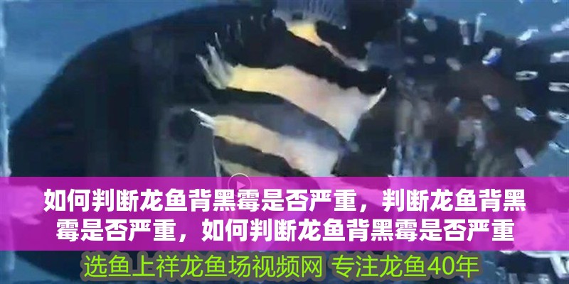如何判斷龍魚背黑霉是否嚴重，判斷龍魚背黑霉是否嚴重，如何判斷龍魚背黑霉是否嚴重