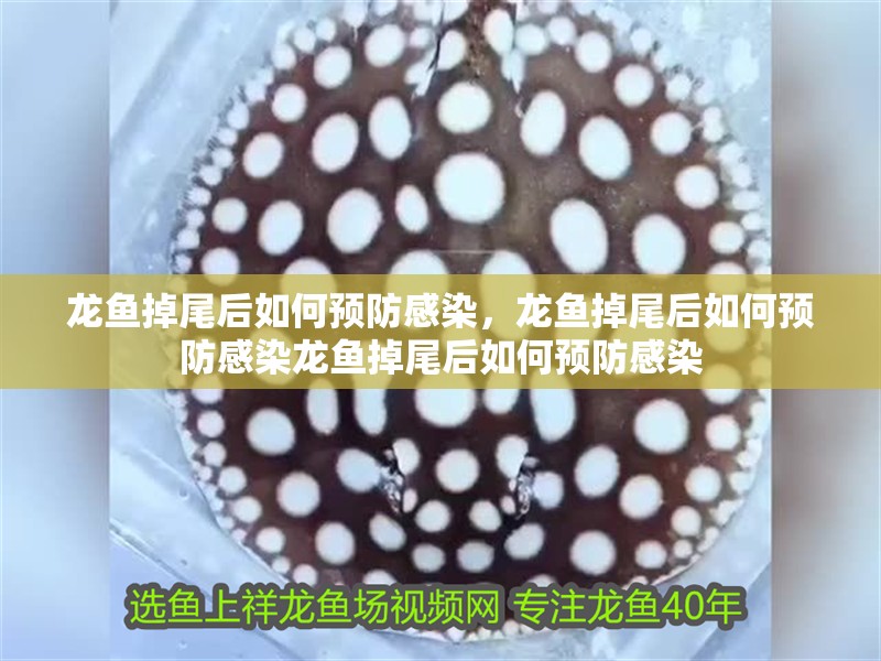 龍魚掉尾后如何預防感染，龍魚掉尾后如何預防感染龍魚掉尾后如何預防感染