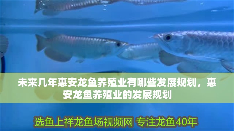 未來幾年惠安龍魚養(yǎng)殖業(yè)有哪些發(fā)展規(guī)劃，惠安龍魚養(yǎng)殖業(yè)的發(fā)展規(guī)劃
