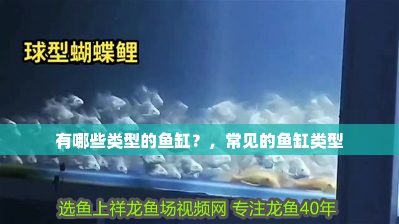 有哪些類型的魚缸？，常見的魚缸類型