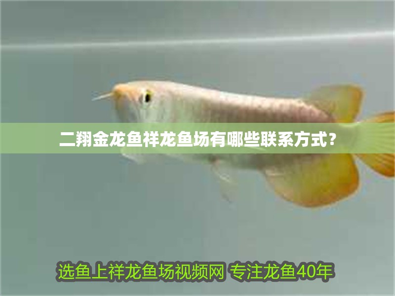 二翔金龍魚祥龍魚場有哪些聯系方式？