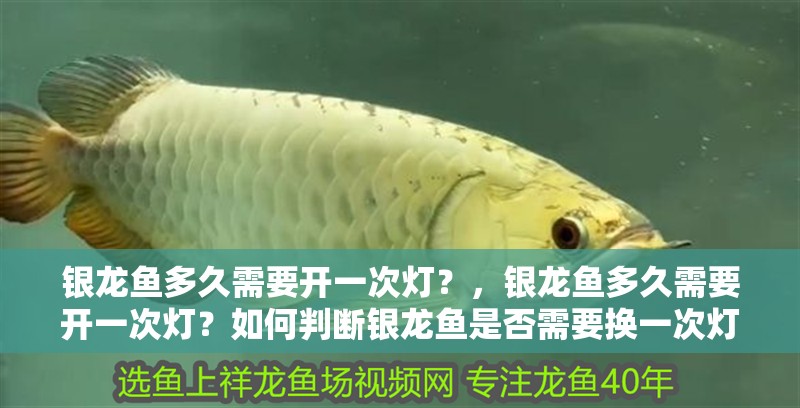 銀龍魚多久需要開一次燈？，銀龍魚多久需要開一次燈？如何判斷銀龍魚是否需要換一次燈管？