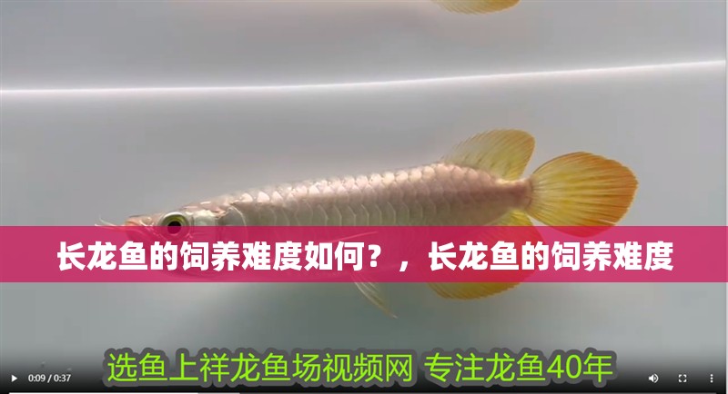 長(zhǎng)龍魚的飼養(yǎng)難度如何？，長(zhǎng)龍魚的飼養(yǎng)難度