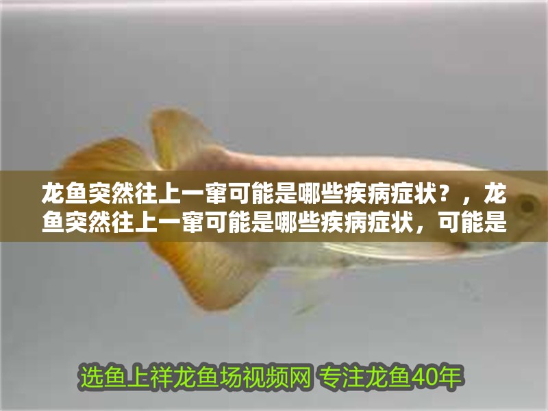 龍魚突然往上一竄可能是哪些疾病癥狀？，龍魚突然往上一竄可能是哪些疾病癥狀，可能是多種疾病引起的