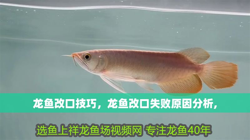龍魚改口技巧，龍魚改口失敗原因分析,