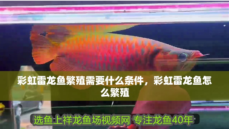 彩虹雷龍魚繁殖需要什么條件，彩虹雷龍魚怎么繁殖