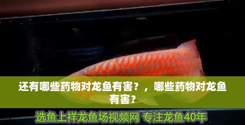 還有哪些藥物對龍魚有害？，哪些藥物對龍魚有害？