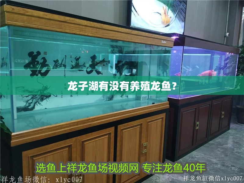 龍子湖有沒有養殖龍魚？