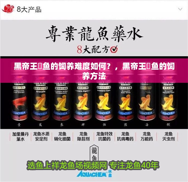 黑帝王魟魚的飼養難度如何？，黑帝王魟魚的飼養方法