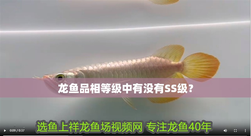 龍魚品相等級中有沒有SS級？