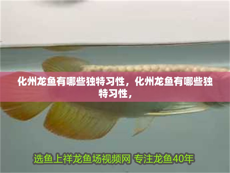 化州龍魚有哪些獨特習性，化州龍魚有哪些獨特習性，