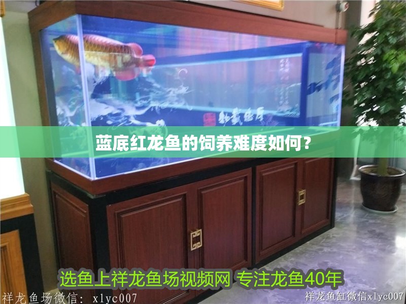 藍底紅龍魚的飼養難度如何？