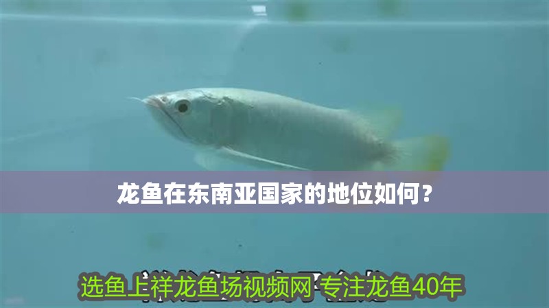 龍魚在東南亞國家的地位如何？