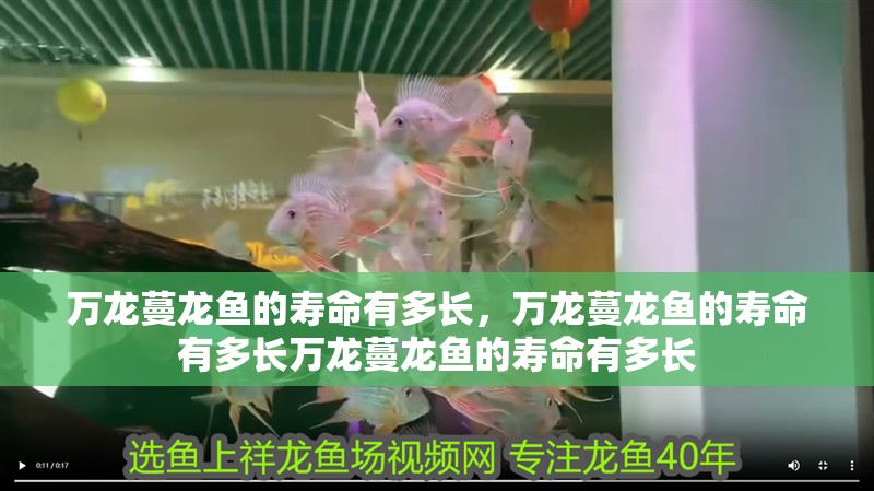萬龍蔓龍魚的壽命有多長，萬龍蔓龍魚的壽命有多長萬龍蔓龍魚的壽命有多長