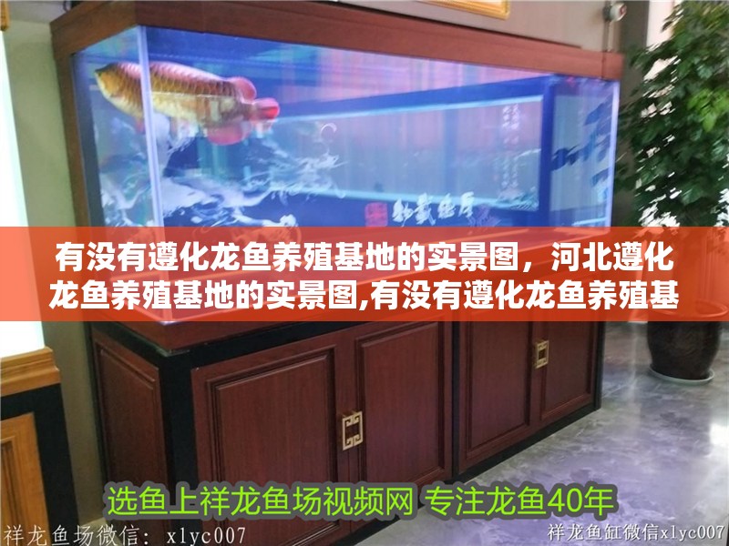 有沒有遵化龍魚養殖基地的實景圖，河北遵化龍魚養殖基地的實景圖,有沒有遵化龍魚養殖基地的實景圖