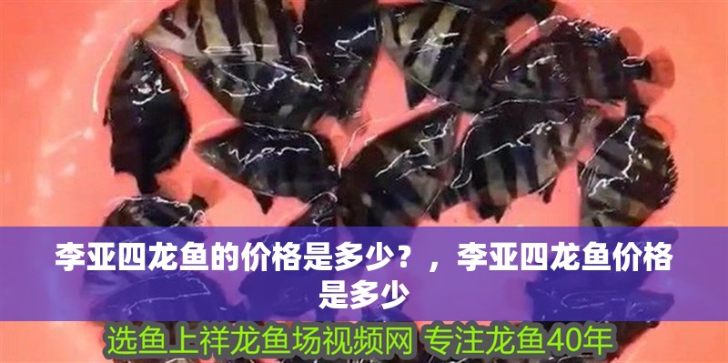 李亞四龍魚的價格是多少？，李亞四龍魚價格是多少