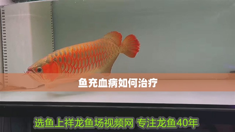 魚充血病如何治療