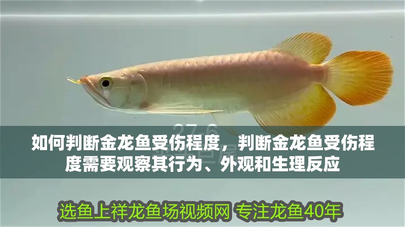 如何判斷金龍魚受傷程度，判斷金龍魚受傷程度需要觀察其行為、外觀和生理反應(yīng)