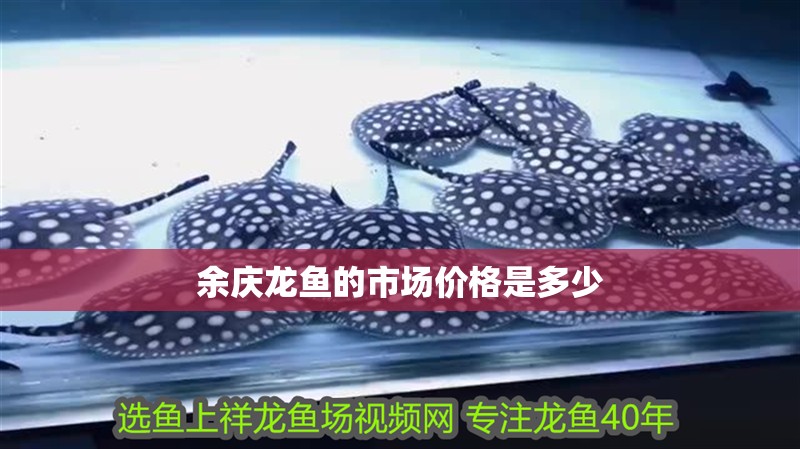 余慶龍魚的市場價(jià)格是多少