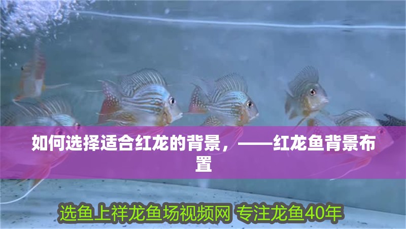 如何選擇適合紅龍的背景，——紅龍魚背景布置