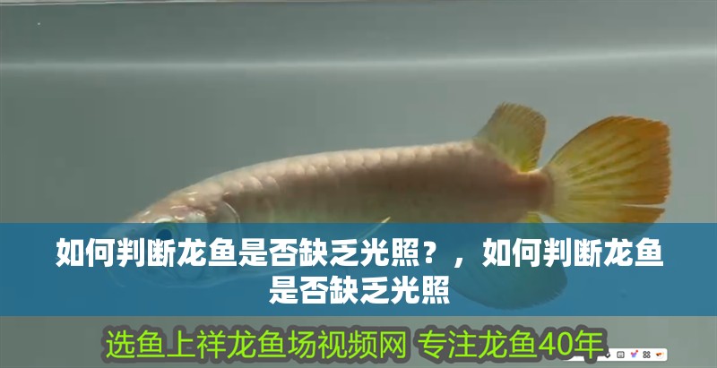 如何判斷龍魚是否缺乏光照？，如何判斷龍魚是否缺乏光照